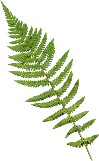 Lady Fern (412x566), Png Download