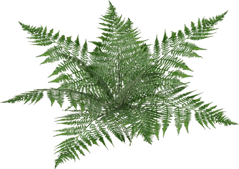 Oblivion Fern 3 - Wiki (824x824), Png Download