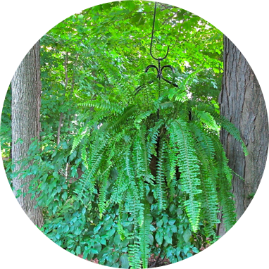 Need A Trilogy Of Sun-loving, Native Ferns - Ostrich Fern (382x382), Png Download