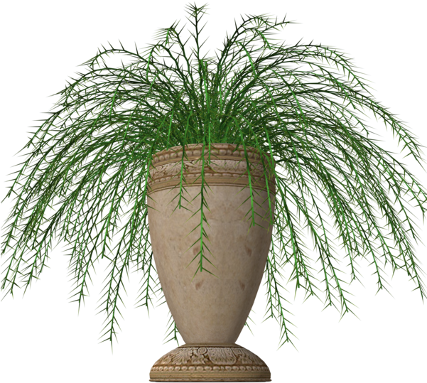 Pot Plant Clipart Fern Plant - Potted Plant Png Transparent Background (600x631), Png Download