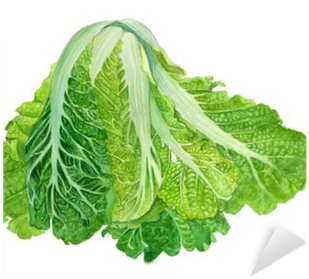 Chinese Cabbage In Watercolor - Vegetable (400x400), Png Download
