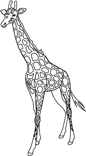 Giraffe Outline Png - Northern Giraffe (1050x670), Png Download