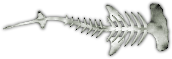 Dundjinni Mapping Software - Skeleton Of A Hammerhead Shark (593x203), Png Download