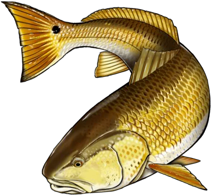 Red Fish Skeleton Clipart - Red Fish Clip Art Free (521x430), Png Download
