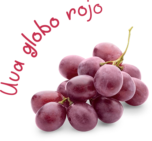 En Montereal Producimos La Uva De Mesa Globo Rojo En - Uva Globo (497x462), Png Download