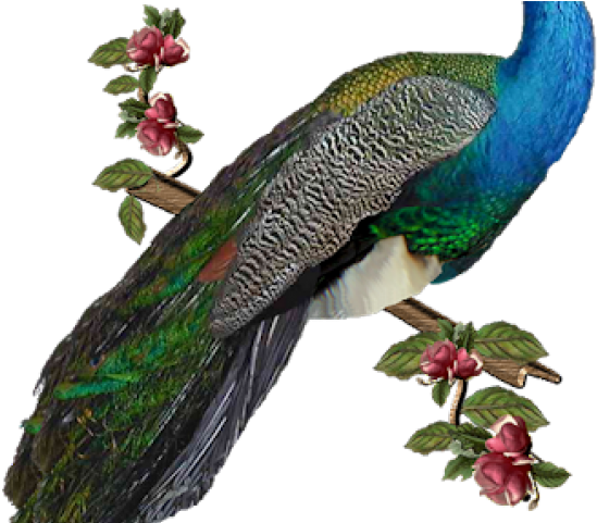 Peafowl (640x480), Png Download