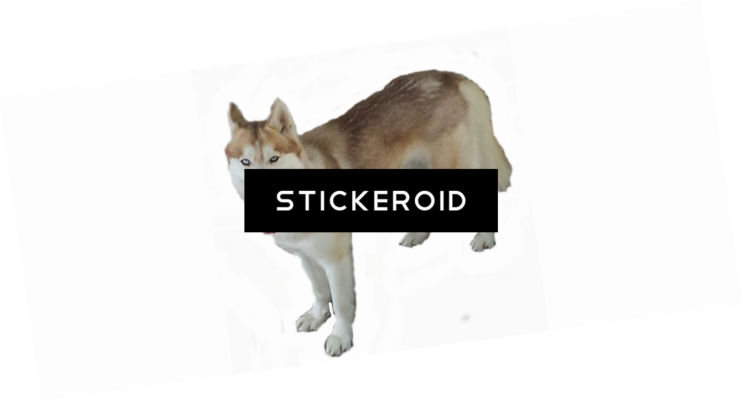 Husky Хаски - Czechoslovakian Wolfdog (1055x571), Png Download
