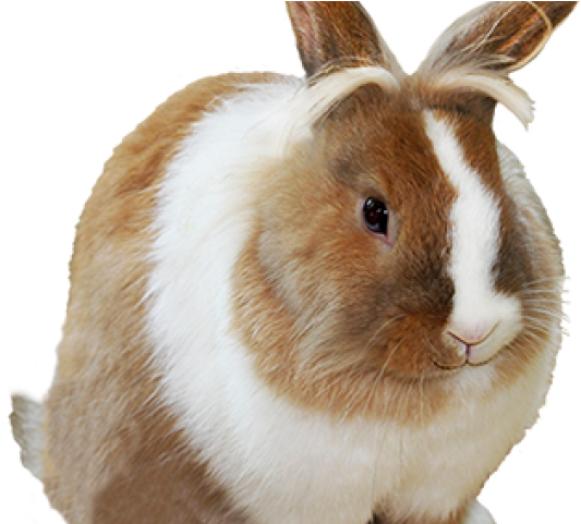 Easter Bunny Png Transparent Images - Bunny Transparent Background (640x480), Png Download