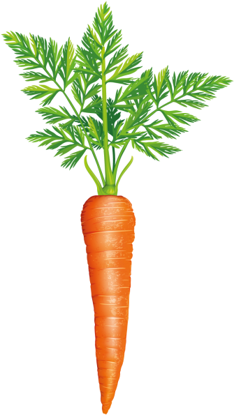 Carrot - Carrots With Leaves (866x650), Png Download
