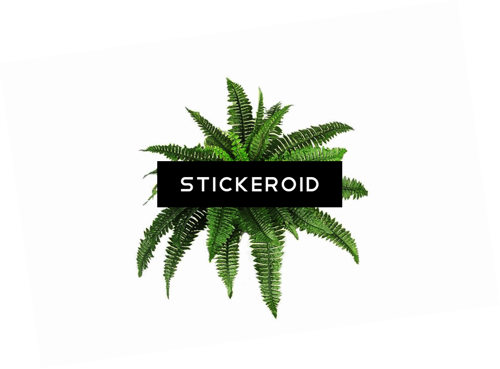 Plants Bush - Green Plant Overlay (973x719), Png Download