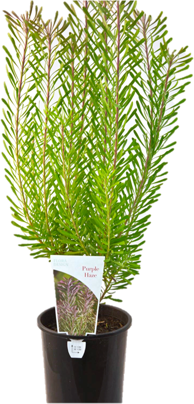 140mm Assorted Protea 'flora Design Range' - Design (800x800), Png Download