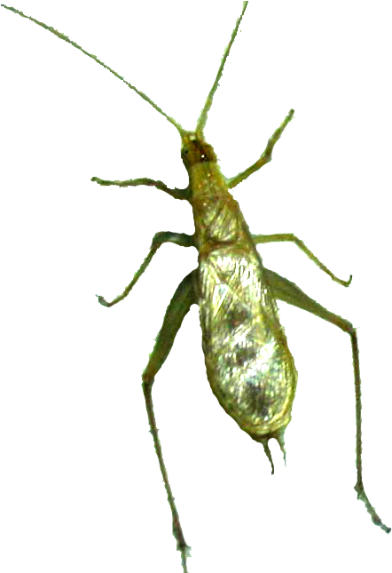 Bamboo - Cricket 中文 (500x644), Png Download
