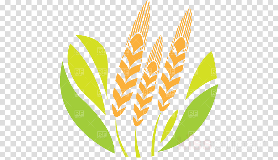 Download Green Plantain Clip Art Clipart Banana Clip - Agriculture Clipart (900x520), Png Download