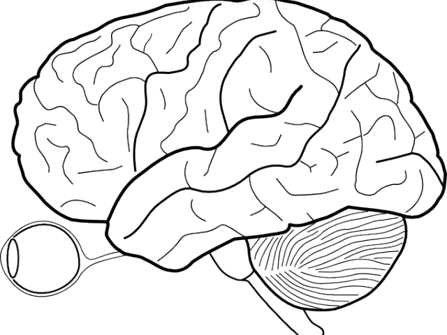 Drawn Brains Transparent - Extrastriate Body Area (640x480), Png Download