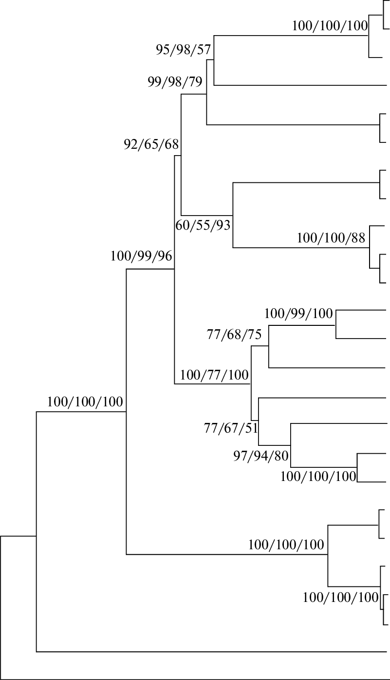 Njjphylogenetic Consensus Tree Constructed From Data - Diagram (801x1394), Png Download