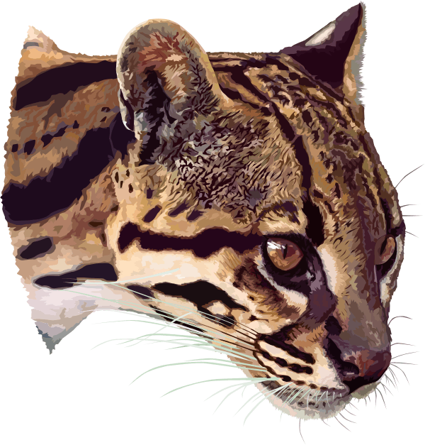 How Is Created Picture Of Ocelot - Transparent Ocelot (600x627), Png Download