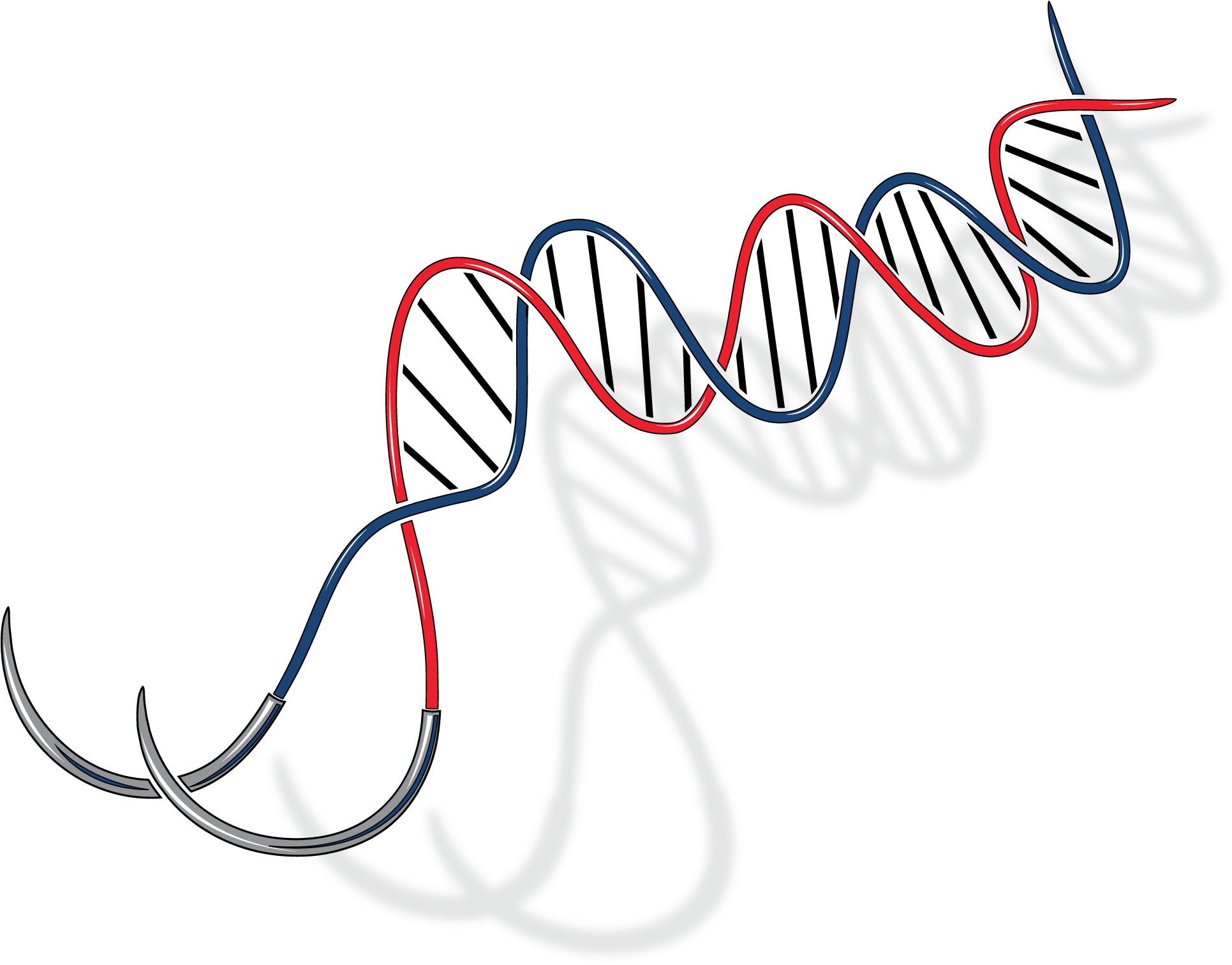 Department Of Surgery Image - Department Of Surgery Logo (2056x1611), Png Download