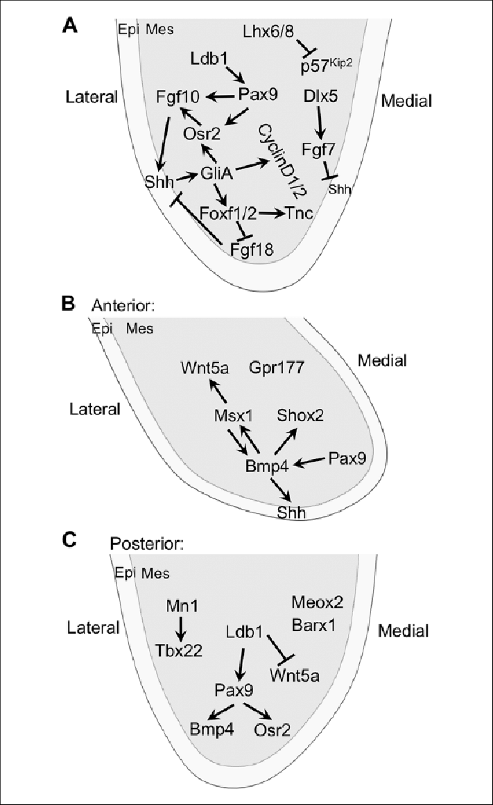 Sonic Hedgehog (shh) Is A Central Node In The Signaling - Sonic Hedgehog (711x1161), Png Download