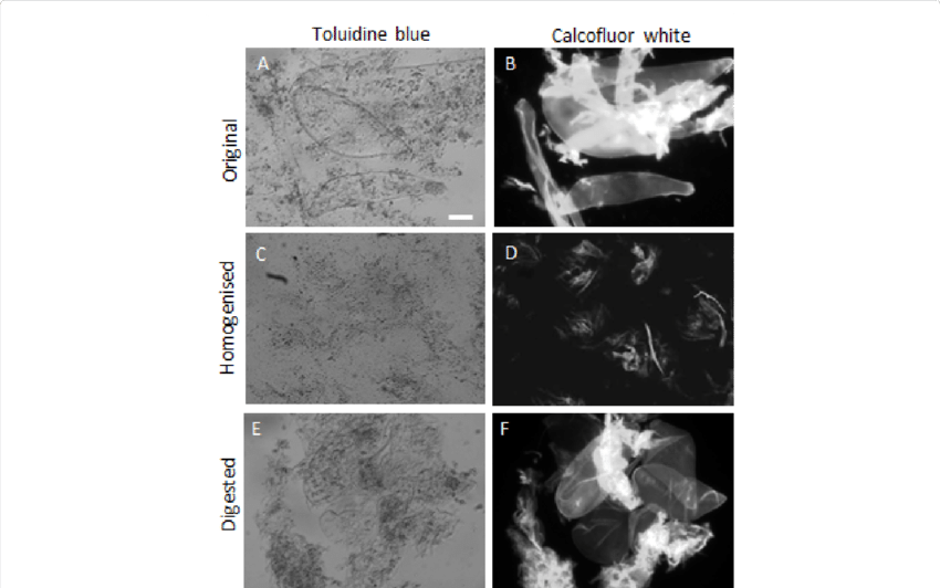 Light And Uv Microscopy Images Of Commercial Smoothie - Cell (850x532), Png Download