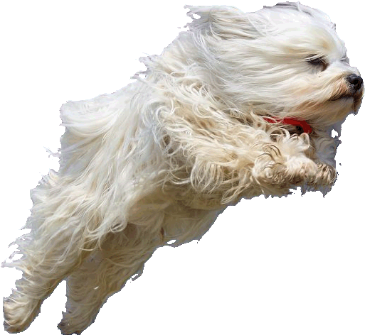Cutout - Dog Jumping No Background (1000x666), Png Download