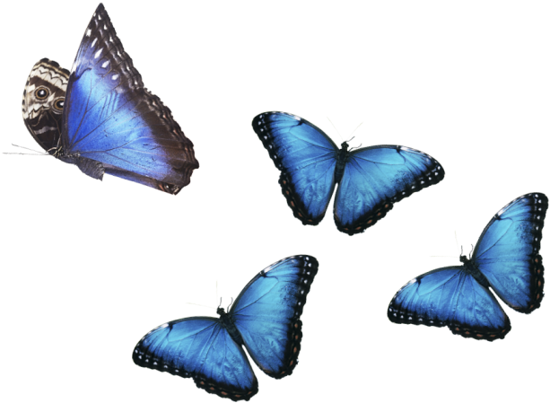 Rainforest Animals Png Banner Transparent Download - Tropical Rainforest Animals Png (640x493), Png Download