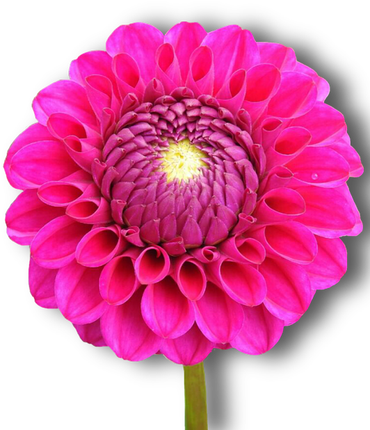 Dahlia, Pink, Flower, Png, Isolated - Red (540x720), Png Download