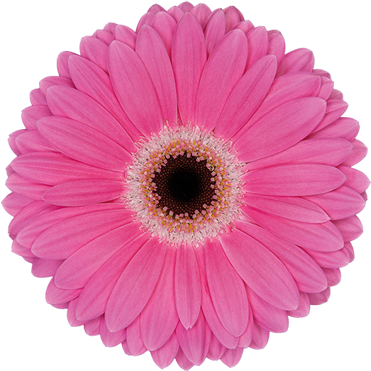 Florist Holland - Transvaal Daisy (600x600), Png Download