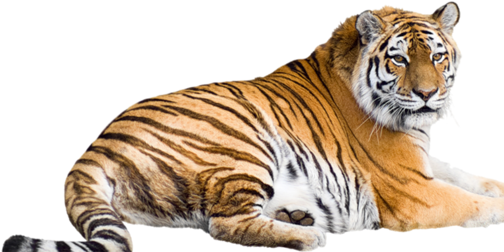 White Tiger Background - Tiger With White Background (1072x804), Png Download