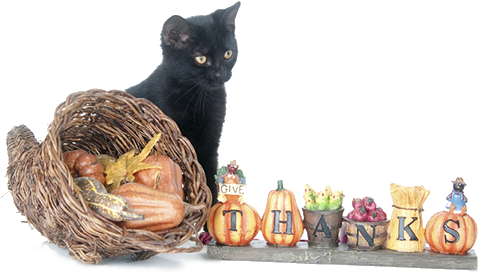 Give-thanks - Thanksgiving Images Cats Cartoon (1062x334), Png Download
