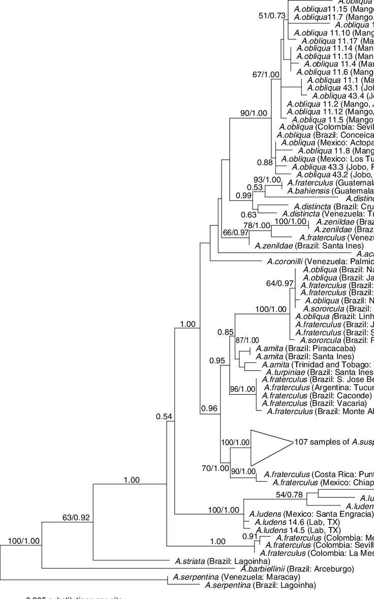 Phylogram Of The Maximum Likelihood Tree Generated - Diagram (736x1179), Png Download