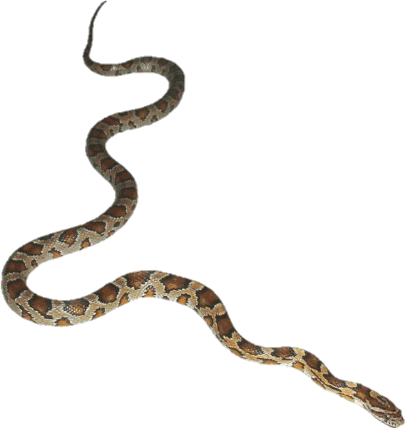 Transparent#halloween Png#halloween#snake Transparent#snake - Snake With Transparent Background (600x600), Png Download