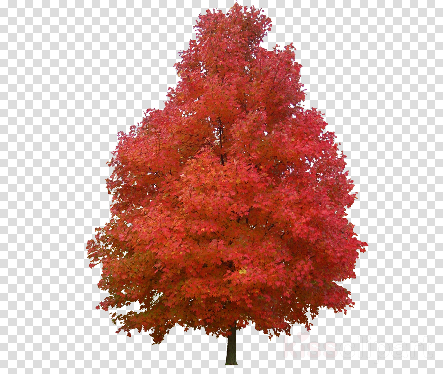 Download Maple Clipart Maple Leaf Sugar Maple Red Maple - Vector Graphics (900x760), Png Download