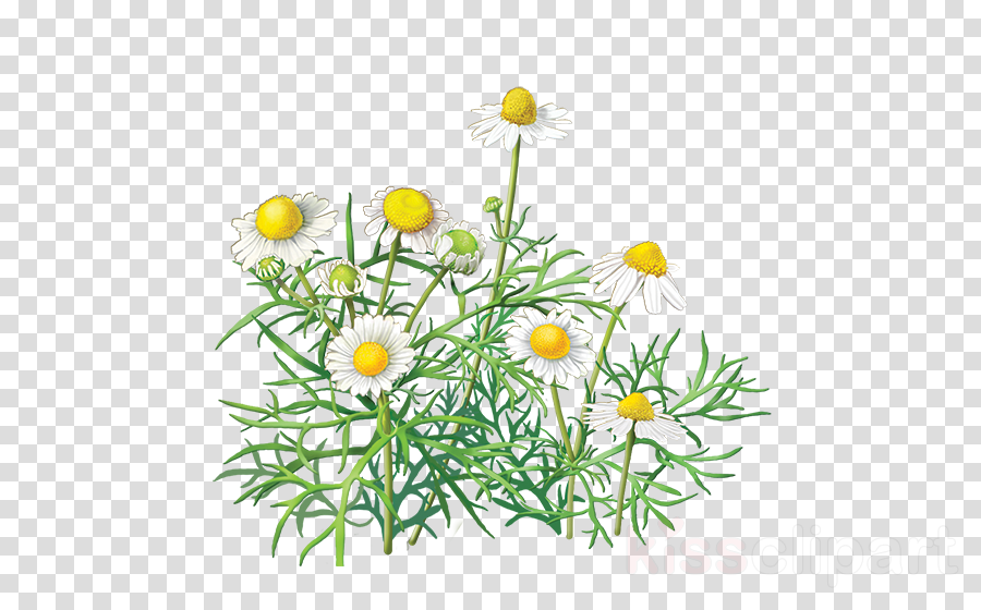 Chamomile Transparent Background Clipart Chamomile - Alvita - Organic Chamomile Herbal Tea - 24 Tea Bags (900x560), Png Download