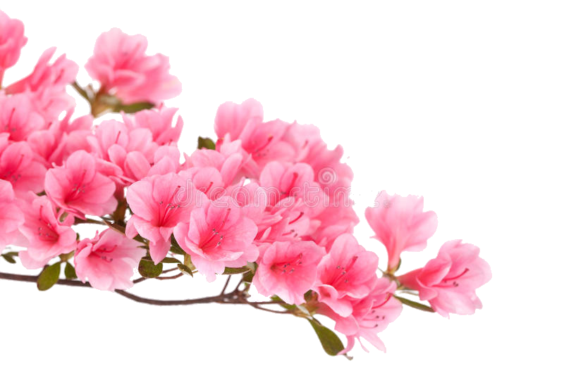 Report Abuse - Azalea Flor Vector (800x533), Png Download