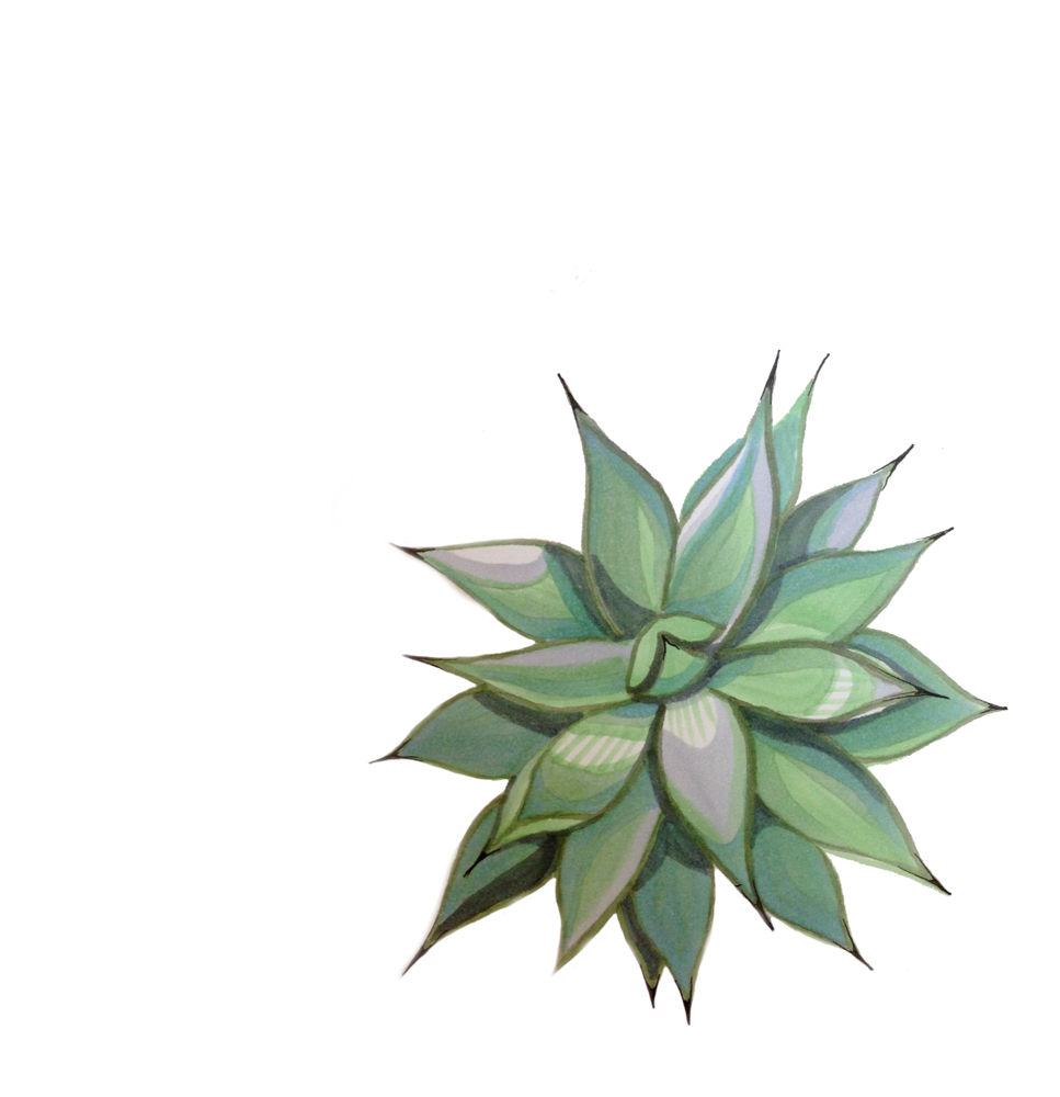 Agave 2 - Agave (1000x1000), Png Download