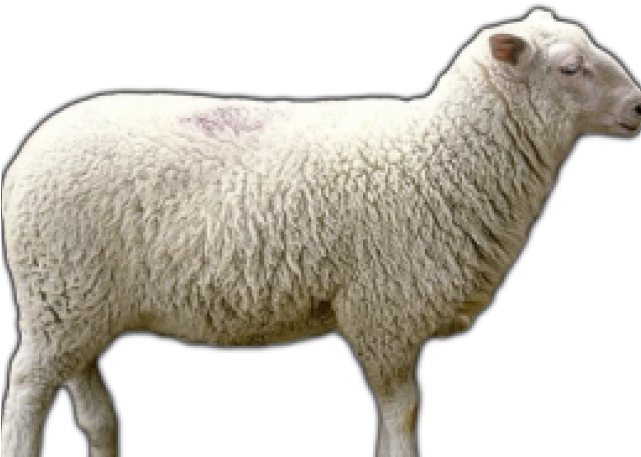 Sheep Png Transparent Images - Transparent Background Sheep Icon (640x480), Png Download