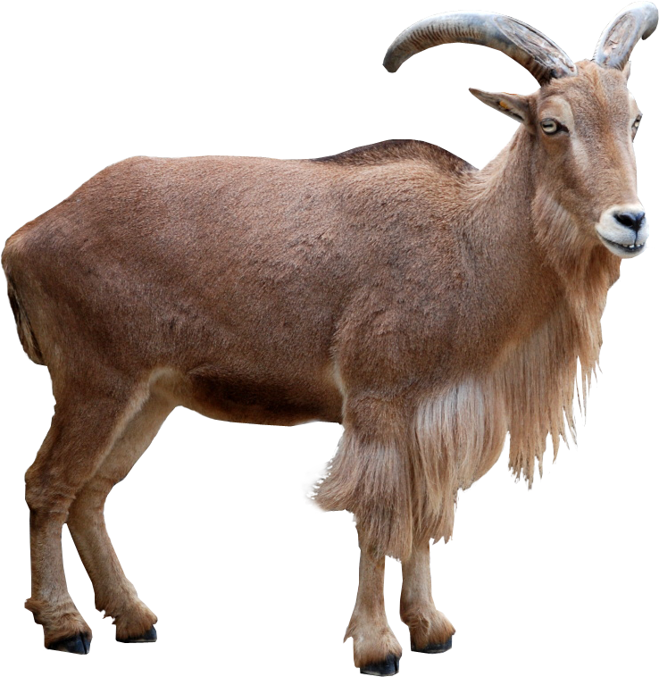 Sheep, Collection Brian Rowland, Max Img - Goat Barbari (1000x1000), Png Download