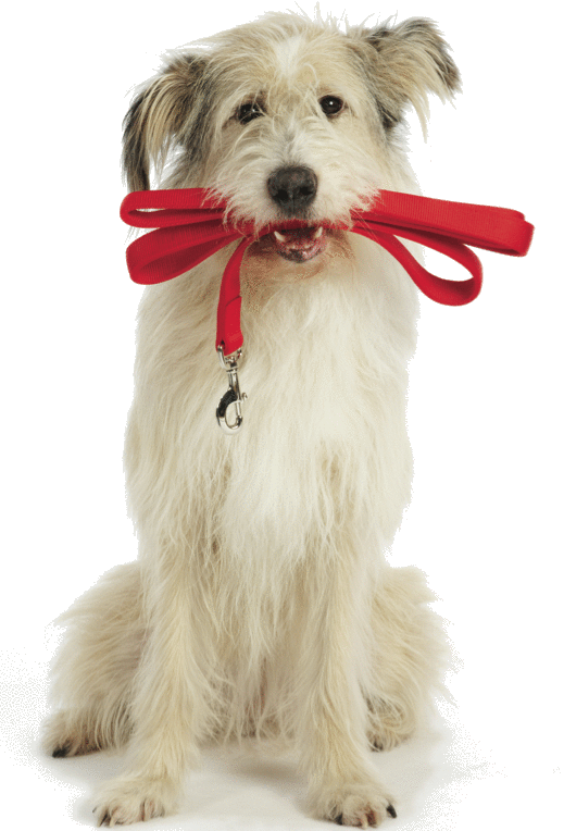 The Idea Is To Have Your Dog Walk Happily Under Control, - Petco Billboard (519x764), Png Download