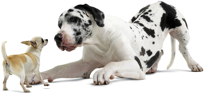 The Crate Should Be Large Enough For Your Dog To Stand - Googly Eyes Dog Memes (800x435), Png Download