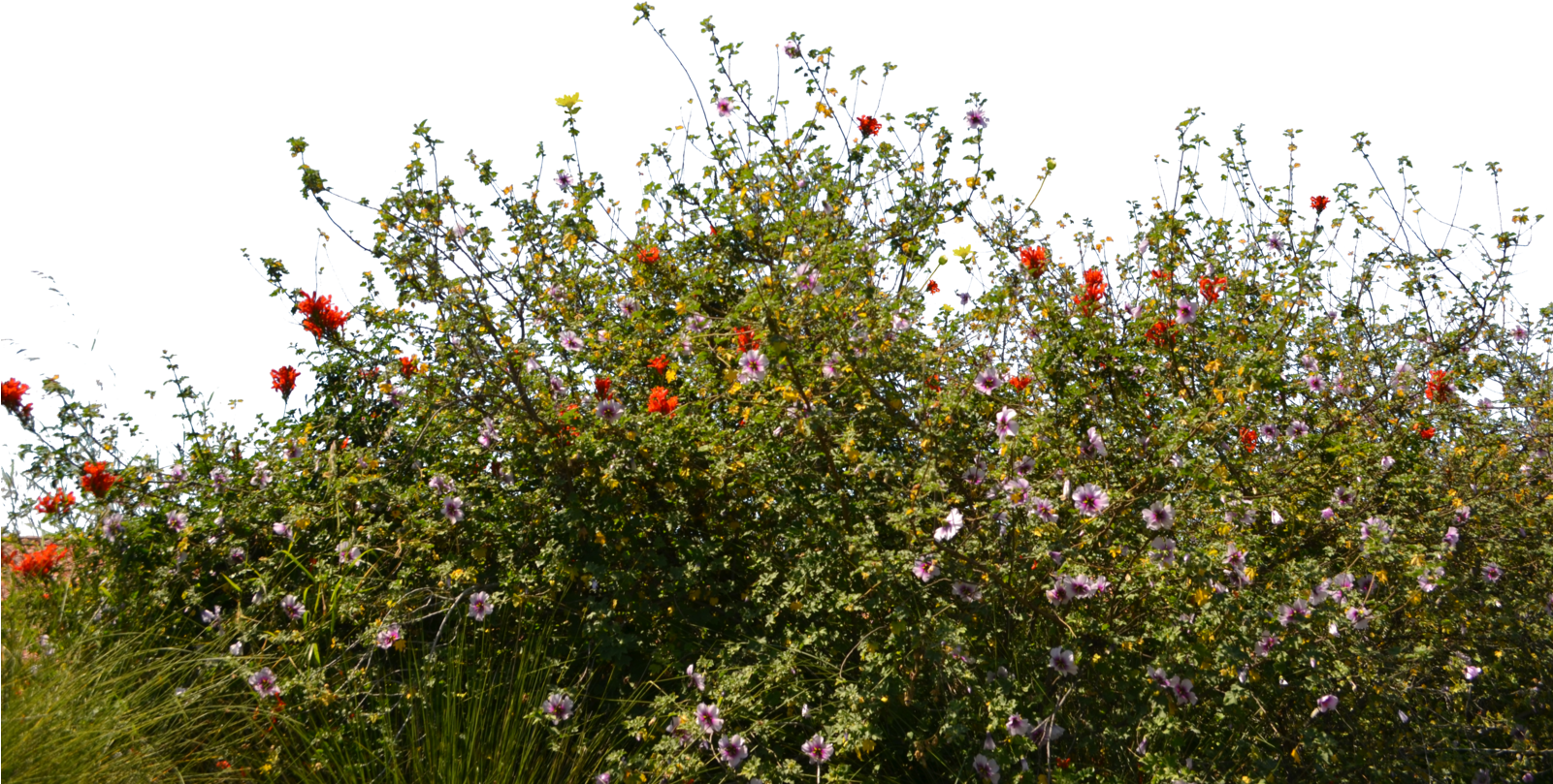 Meadow With Flowers - Wild Flowers Cut Out (1600x1060), Png Download
