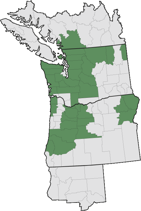 More Information - - Pacific Northwest English (467x699), Png Download