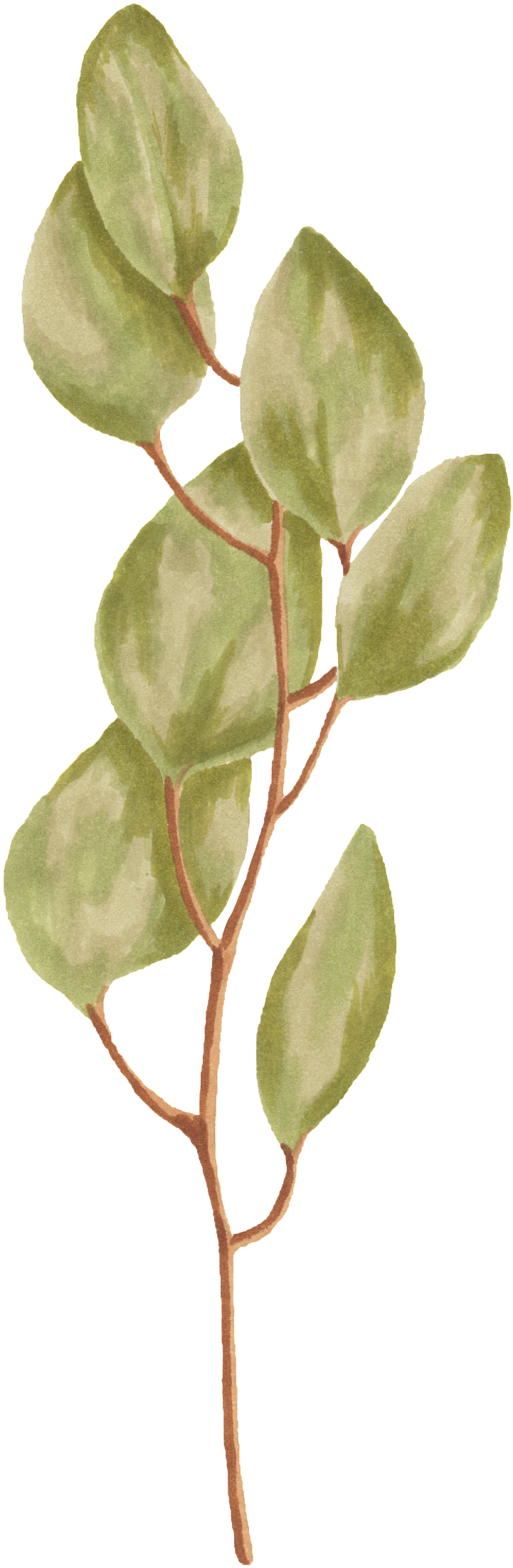 Creative Leaf Design Decorative - Acacia Greggii (1024x2401), Png Download