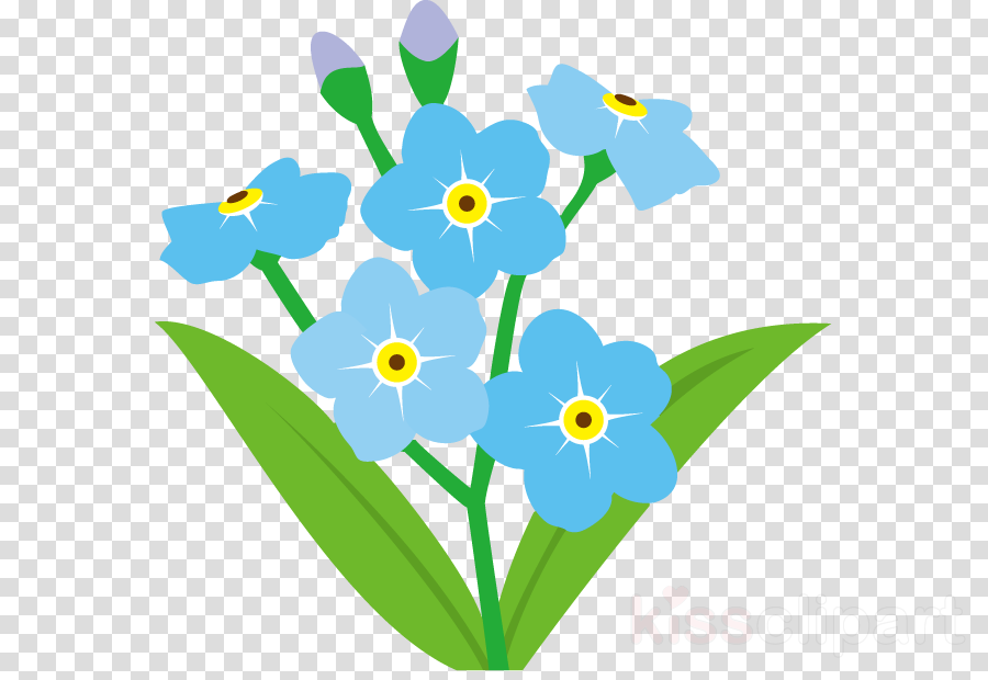 Download Forget Me Knot Petal Clipart Scorpion Grasses - Forget Me Not Flower Clipart (900x620), Png Download