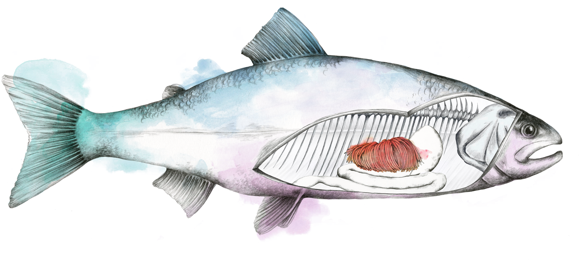 Fish (2100x950), Png Download