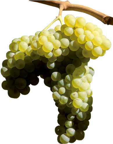 Uvas Blancas - Seedless Fruit (392x597), Png Download