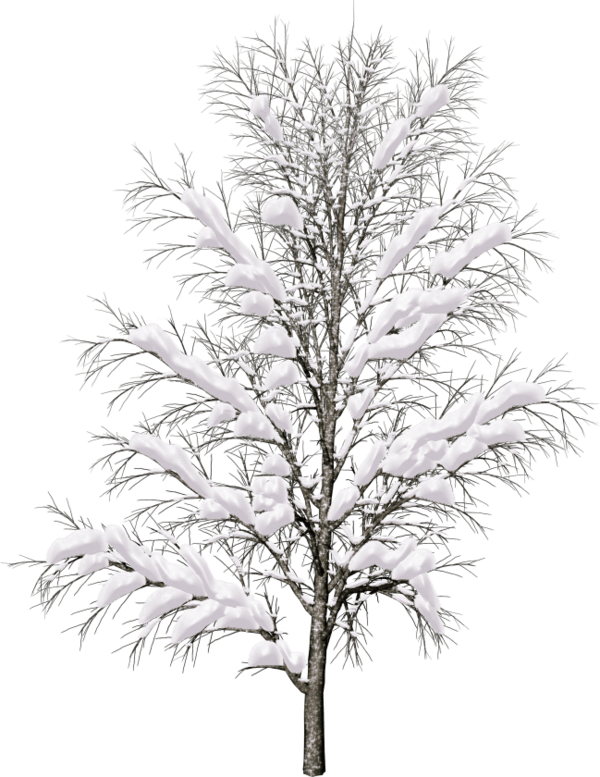 Pine Tree Branch Png - Snow Tree Png (600x777), Png Download