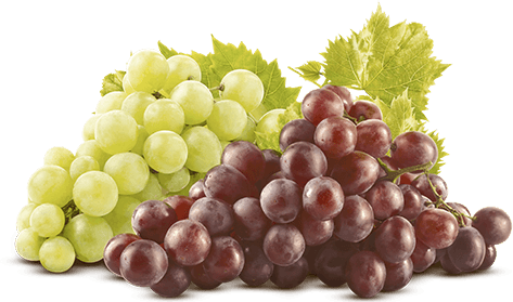 Veja Onde Comprar - Grapeseed Oil From Majestic Pure, 100% Pure &amp; (473x279), Png Download