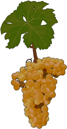 Uva Malvasía - Malvasía Uva (300x424), Png Download