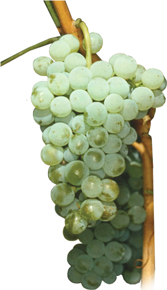 Uvas Blancas - Seedless Fruit (392x597), Png Download