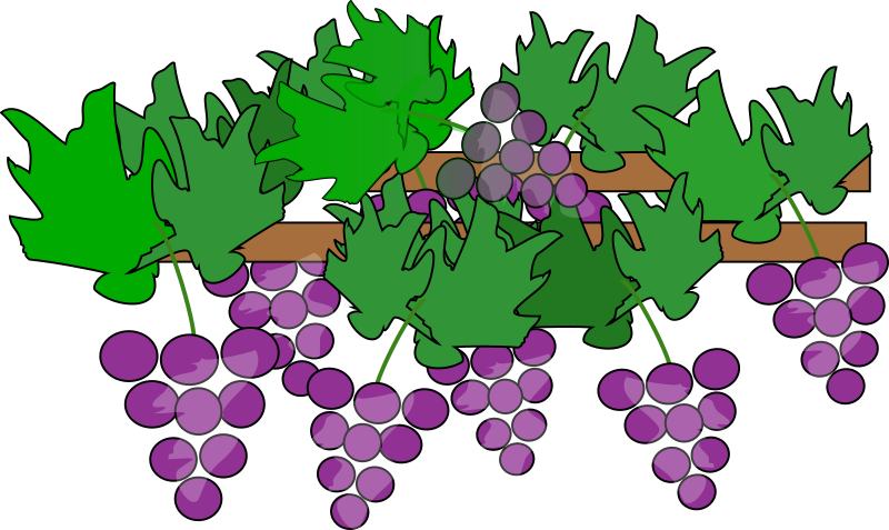 Medium Image - Grapes Clipart (800x477), Png Download